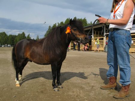 11667403_1031077473569936_6217629317500278634_n[1]